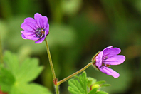 Geranium pyrenaicum